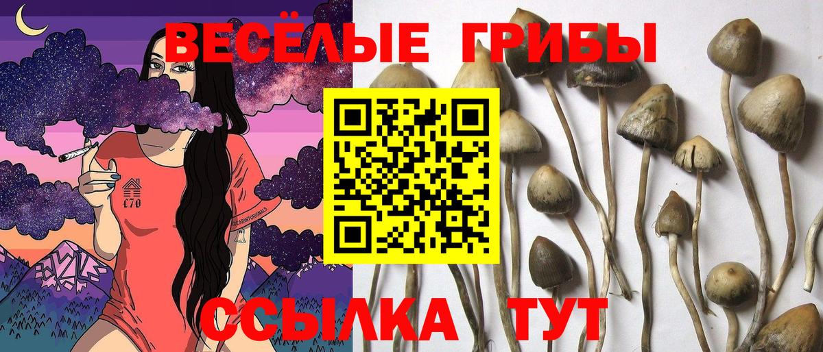 Елабуга  Псилоцибиновые грибы Magic Shrooms  Псилоцибиновые грибы Magic Shrooms  продажа наркотиков  Вход с VPN 